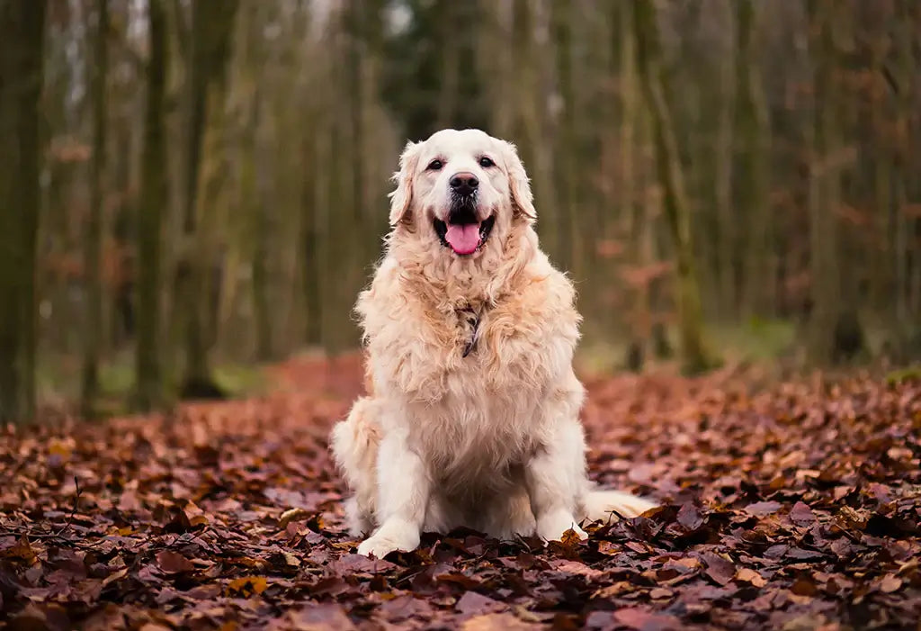 cane bianco nella foresta autunnale