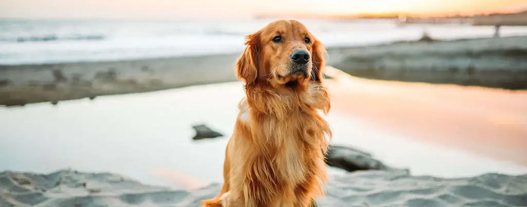 golden retriever al tramonto